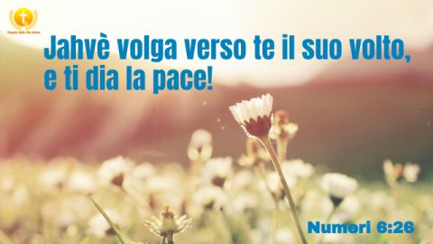 un fiore che non è aperto