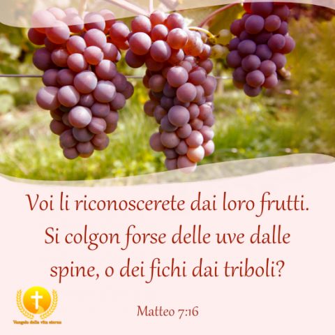 Li riconoscerete dai loro frutti