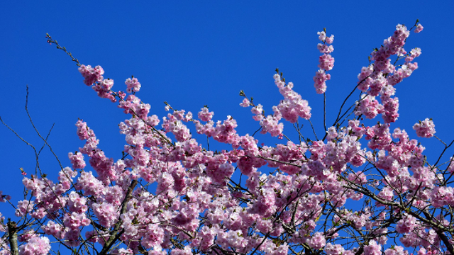La primavera che incontrai il ritorno del Signore