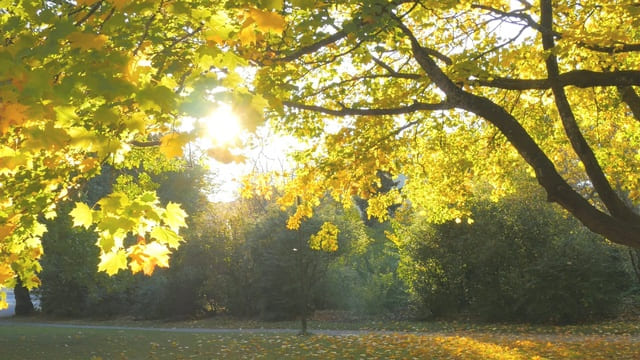 un raggio di sole attraverso un albero
