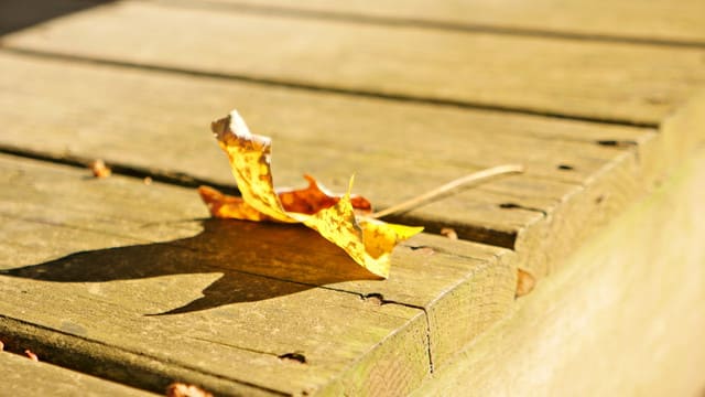 una foglia caduta gialla