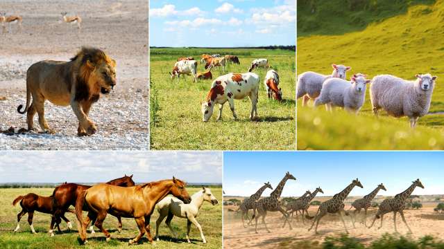 Il sesto giorno, il Creatore parla, e tutte le specie di creature viventi presenti nella Sua mente fanno la loro comparsa, una dopo l’altra